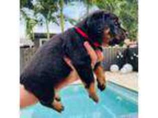 Rottweiler Puppy for sale in Hialeah, FL, USA