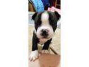 Boston Terrier Puppy for sale in Richmond, KY, USA