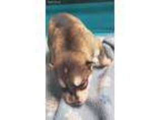 Siberian Husky Puppy for sale in Sebring, FL, USA