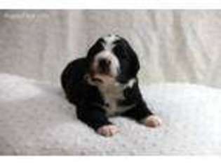 Mutt Puppy for sale in Lakeville, MN, USA