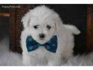 Maltese Puppy for sale in Exeter, MO, USA