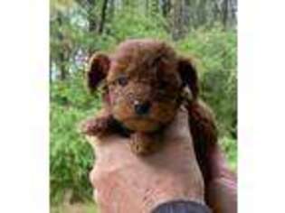 Mutt Puppy for sale in Louisville, MS, USA