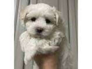Maltese Puppy for sale in Mcdonough, GA, USA