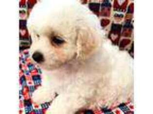 Bichon Frise Puppy for sale in Lindale, TX, USA