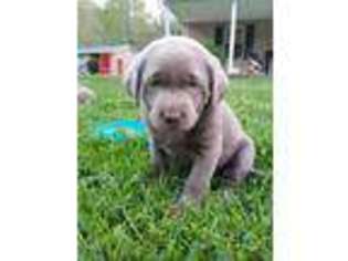 Labrador Retriever Puppy for sale in Orlando, WV, USA