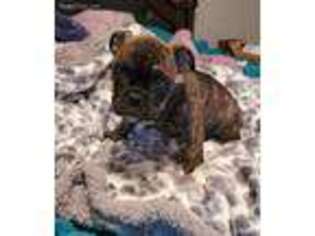 Olde English Bulldogge Puppy for sale in Brandon, MS, USA