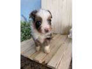 Miniature Australian Shepherd Puppy for sale in Mountain Grove, MO, USA