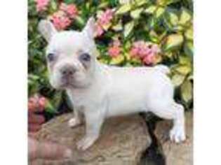French Bulldog Puppy for sale in Pembroke, KY, USA