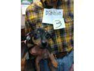 Miniature Pinscher Puppy for sale in Twin Lake, MI, USA
