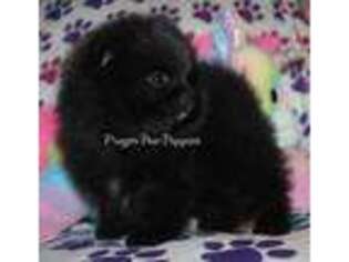 Pomeranian Puppy for sale in Mountain Grove, MO, USA