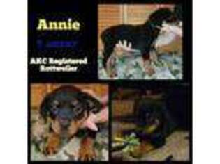 Rottweiler Puppy for sale in Elgin, OR, USA