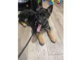 German Shepherd Dog Puppy for sale in Sayreville, NJ, USA