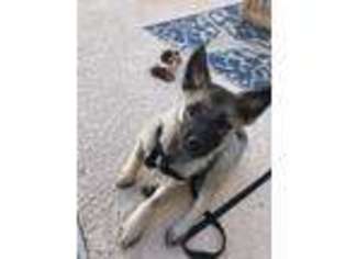 Norwegian Elkhound Puppy for sale in Las Vegas, NV, USA