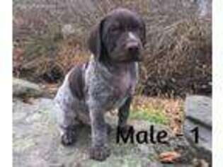 German Shorthaired Pointer Puppy for sale in Poughkeepsie, NY, USA