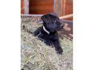 Belgian Malinois Puppy for sale in Steamboat Springs, CO, USA