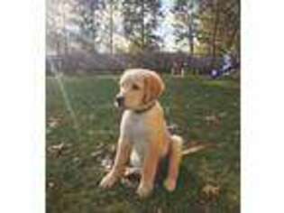 Golden Retriever Puppy for sale in Yonkers, NY, USA