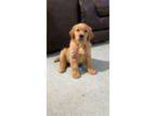 Golden Retriever Puppy for sale in Bolingbrook, IL, USA