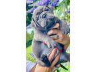 Olde English Bulldogge Puppy for sale in Denton, TX, USA