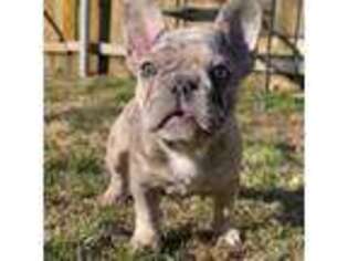 French Bulldog Puppy for sale in Munfordville, KY, USA