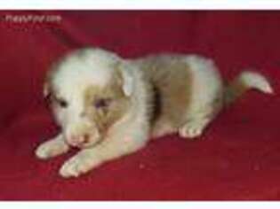 Border Collie Puppy for sale in Moulton, AL, USA