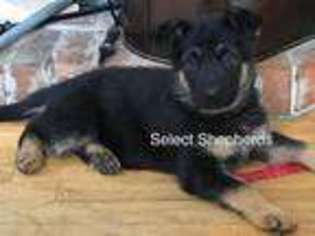 German Shepherd Dog Puppy for sale in GRANTHAM, NH, USA