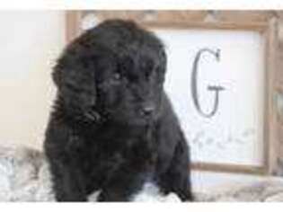 Goldendoodle Puppy for sale in George West, TX, USA