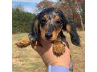 Dachshund Puppy for sale in Rolla, MO, USA