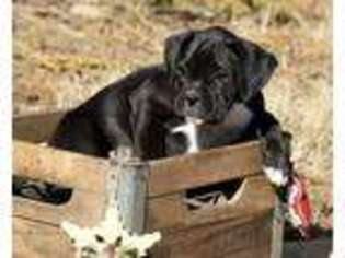 Boxer Puppy for sale in Huntsville, AR, USA