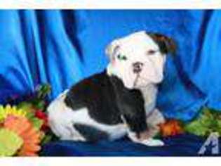Bulldog Puppy for sale in NORCO, CA, USA