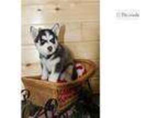 Siberian Husky Puppy for sale in Pueblo, CO, USA
