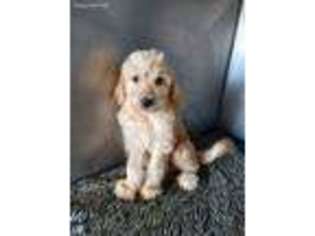 Labradoodle Puppy for sale in Standish, MI, USA