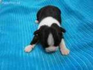 Boston Terrier Puppy for sale in Colfax, IL, USA