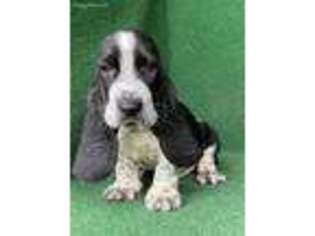 Basset Hound Puppy for sale in Nicholls, GA, USA
