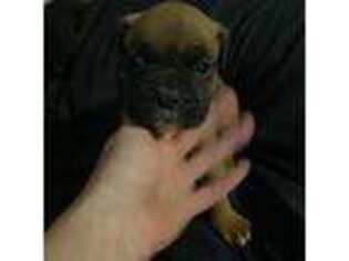 Boxer Puppy for sale in Inwood, WV, USA