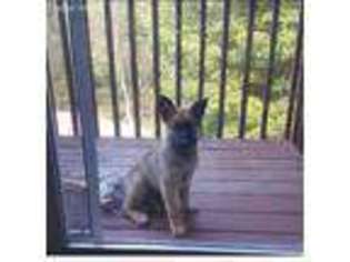 German Shepherd Dog Puppy for sale in Highland Mills, NY, USA
