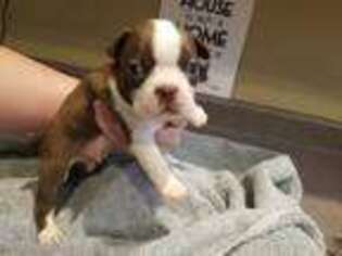 Boston Terrier Puppy for sale in Hastings, MN, USA