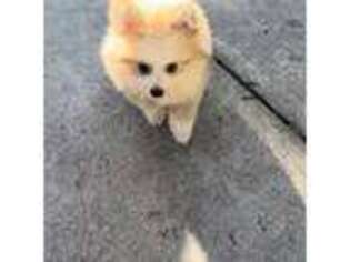 Pomeranian Puppy for sale in Woodland Hills, CA, USA