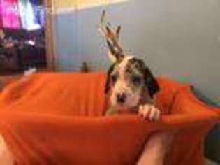 Great Dane Puppy for sale in Lisbon, OH, USA
