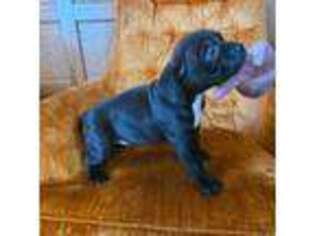 Mutt Puppy for sale in Independence, IA, USA