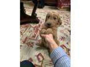 Goldendoodle Puppy for sale in Ventura, CA, USA
