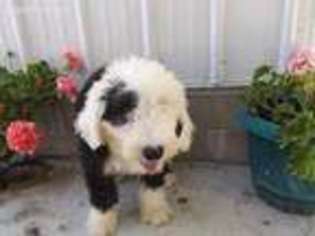 Old English Sheepdog Puppy for sale in Newberry, IN, USA