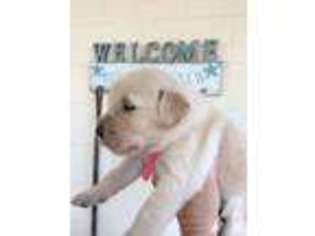 Golden Retriever Puppy for sale in LONGWOOD, FL, USA
