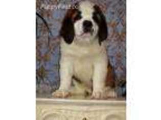 Saint Bernard Puppy for sale in Mcminnville, OR, USA