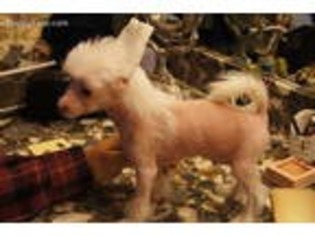 Chinese Crested Puppy for sale in Coleman, TX, USA
