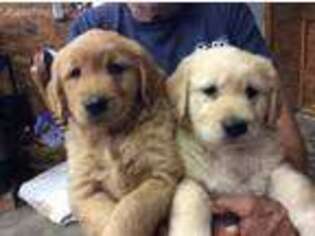 Golden Retriever Puppy for sale in Byron, NY, USA