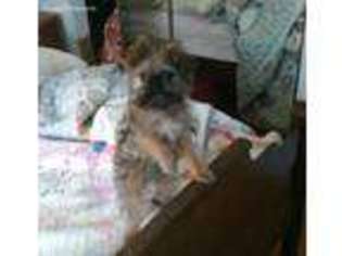 Brussels Griffon Puppy for sale in Nilwood, IL, USA