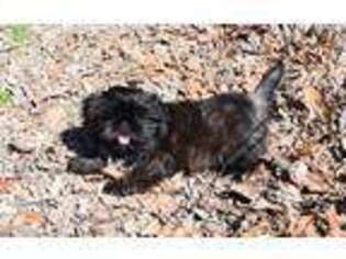 Mutt Puppy for sale in Evening Shade, AR, USA