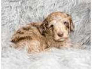 Goldendoodle Puppy for sale in Chelsea, AL, USA