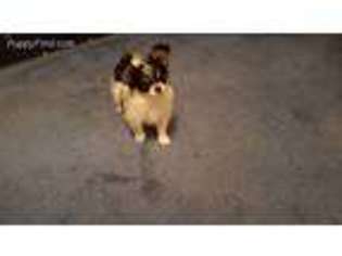 Papillon Puppy for sale in Agency, MO, USA