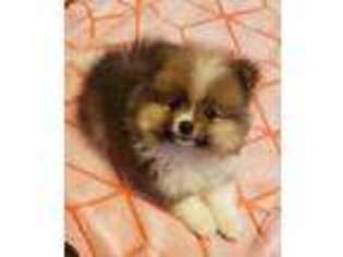 Pomeranian Puppy for sale in Tenino, WA, USA
